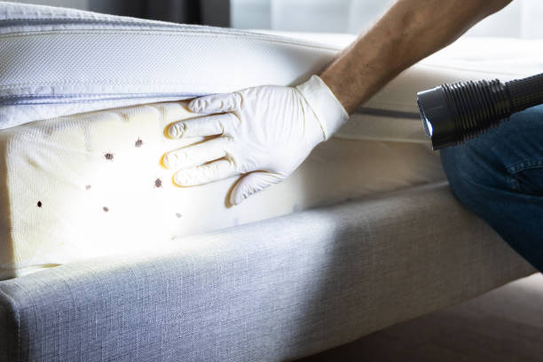 Best Bed Bug Extermination  in Iceville, AL