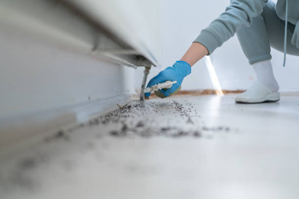 Wasp Removal Services in Aliceville, AL
